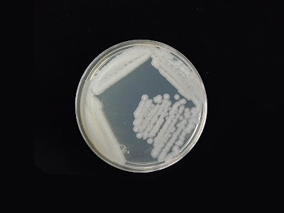 Bacillus subtilis