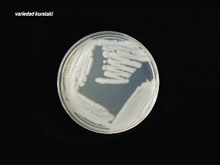 Bacillus thuringiensis (Bt)