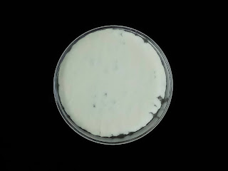 Beauveria bassiana