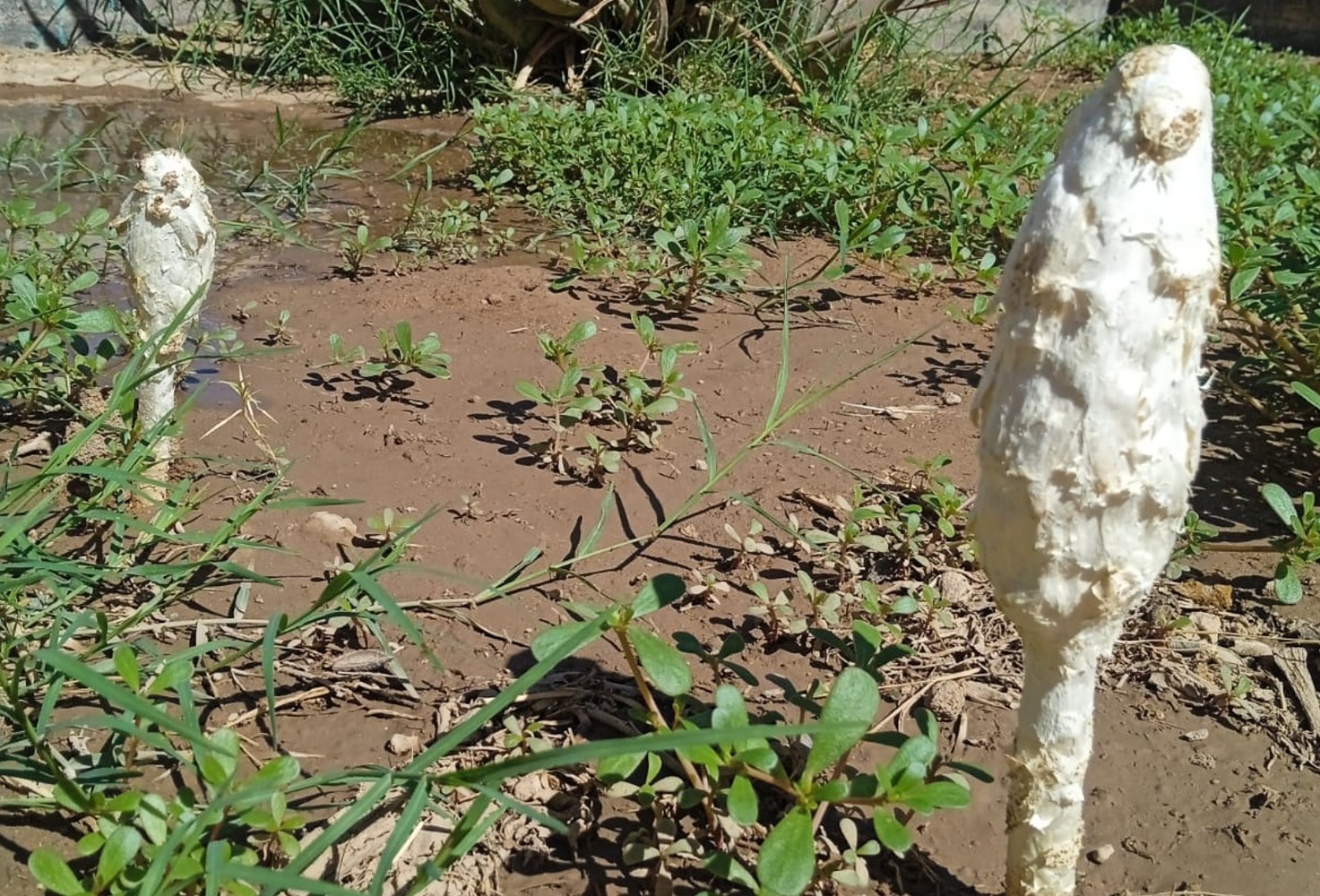 Lawyer's Wig (Coprinus Comatus)