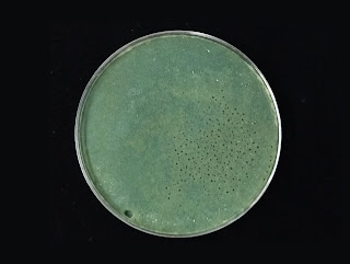 Trichoderma harzianum